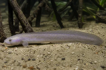 Gobioides peruanus (Gobie-)