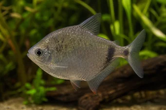 Gymnocorymbus thayeri