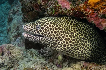 Gymnothorax favagineus Leopardvägg