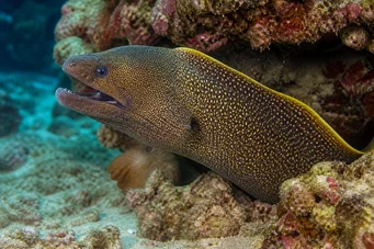 Gymnothorax flavimarginatus Gul kantvägg