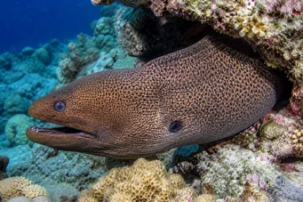 Gymnothorax javanicus Jättevägg