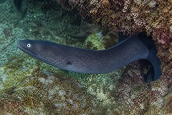 Gymnothorax monochrous Grå vägg