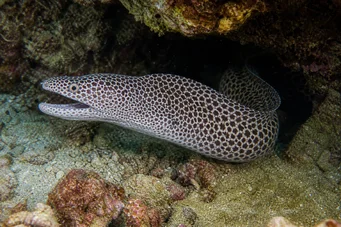 Gymnothorax rueppelliae Gul huvudgavel