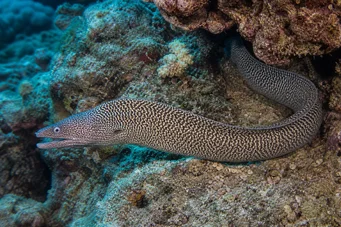 Gymnothorax undulatus Vågvägg