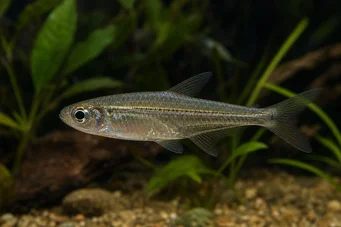 Hemigrammocharax lineostriatus