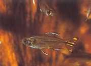 Hemigrammopetersius caudalis Kongo tetra med gult