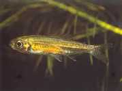 Hemigrammopetersius tangensis Tanga African Tetra-Néon