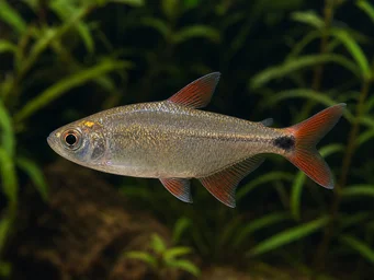Hemigrammus caudovittatus (Tetra de Buenos Aires)