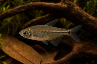 Hemigrammus hyanuary (Grön neon eller tetra-costello)
