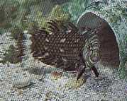 Hemipteronotus taeniourus Maskerad labre