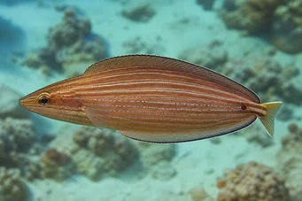 Hemipteronotus taeniourus Maskerad labre