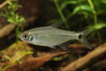 Hemigrammus caudovittatus / Hyphessobryc (Diamanttetra)