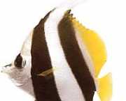 Heniochus acuminatus Bock