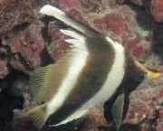Heniochus varius Honchbacked framfisk
