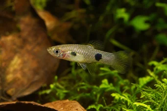 Heterandria bimaculata