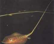 Himantura oxyrhynchus Indo-australisk fläcklinje