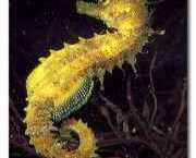 Hippocampus guttulatus Hippocampus mediterrane