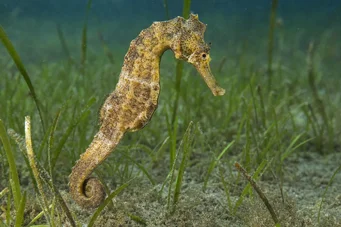 Hippocampus guttulatus