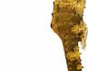 Hippocampus kuda Förgyllad hippocampus