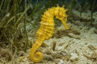 Hippocampus kuda (Förgyllad hippocampus)