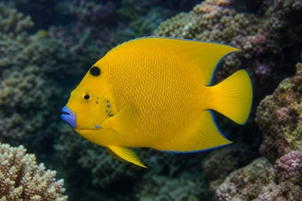 Holacanthus trimaculatus Tre platser