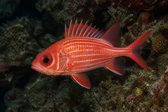 Holocentrus diadema (Torkad soldat)