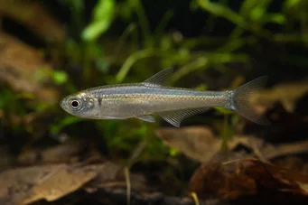 Holoshestes pequira Orange fläck tetra