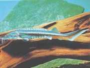 Huso huso Bélouga stör