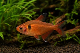Hyphessobrycon callistus