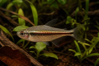 Hyphessobrycon heterorhabdus Belgisk flagga