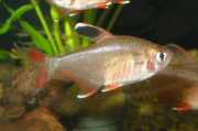 Hyphessobrycon ornatus Tetra adorno
