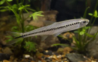 Iguanodectes spilurus Tetra-olja