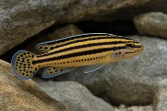 Julidochromis regani Julie-bagnard