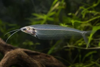 Kryptopterus bicirrhis (Glasskatt)