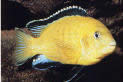 Labidochromis caeruleus Gul
