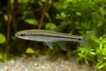 Ladigesia roloffi Sierra-léone dvärg tetra