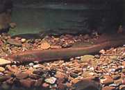 Lampetra fluviatilis Fluviallampa