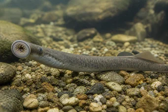 Lampetra fluviatilis (Fluviallampa)