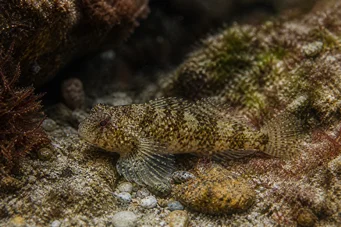 Lepadogaster candollei stav