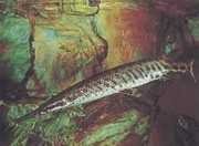 Lepisosteus oculatus Océlée lépisosted