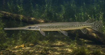Lepisosteus osseus Krokodilpik