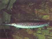 Lepisosteus platostomus Platå lepisoste