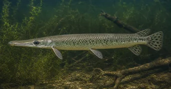 Lepisosteus platostomus Platå lepisoste