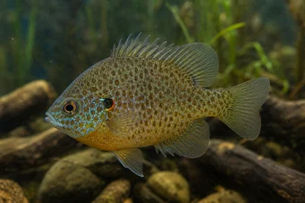 Lepomis punctatus (Punkt solstång)