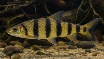 Leporinus fasciatus fasciatus (Leporinus med svarta band)