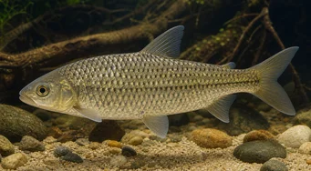 Leporinus megalepis (Leporinus med fantastiska skalor)