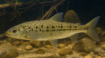 Leporinus moralesi (Leporinus mogen)