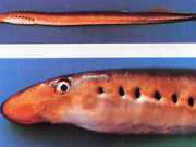 Lethenteron zanandreai Lombardi Lamprey, Ciriole
