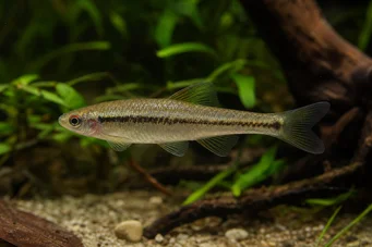 Lilius sp Limulera