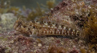 Lipophrys pholis Allmänning